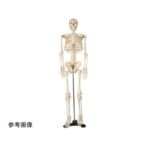 島津理化 小型人体骨格模型 250-002 1台 67-7099-25（直送品）