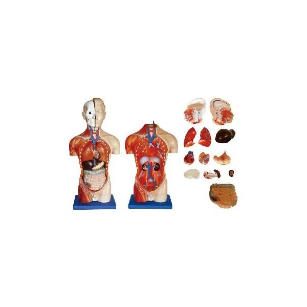 島津理化 小型人体解剖模型 トルソー(42cm) 250-003 1台 67-7099-26（直送品）