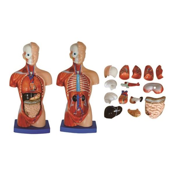 島津理化 小型人体解剖模型 トルソー(26cm) 250-004 1台 67-7099-27（直送品）