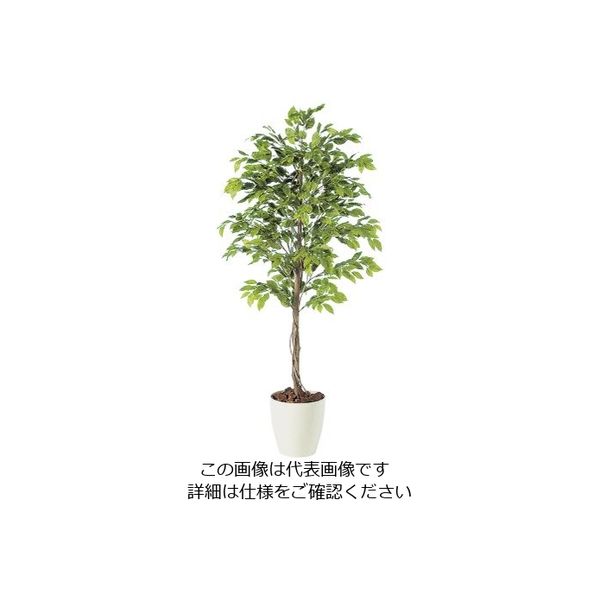 アズワン SG ベンジャミナスプラッシュ 2.0m 62-6323-08 1個（直送品）