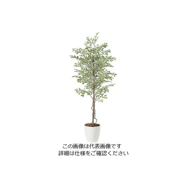 アズワン SG ベンジャミナ スターライト 2.0m 62-6323-17 1個（直送品）