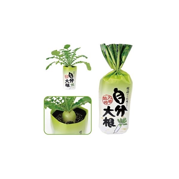 アーテック 自分大根 102954 1箱 61-6066-21（直送品）