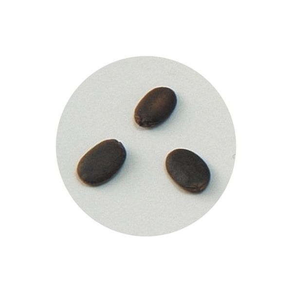 アーテック 野菜の種 ヘチマ 2736 1箱 61-6011-02（直送品）