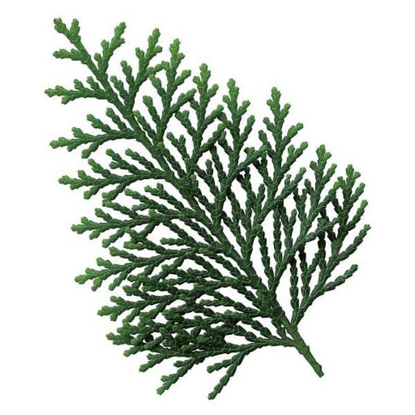 ユニバース フィルムシート グルメシート 桧葉 丸 12501 1袋(1000枚)（直送品）