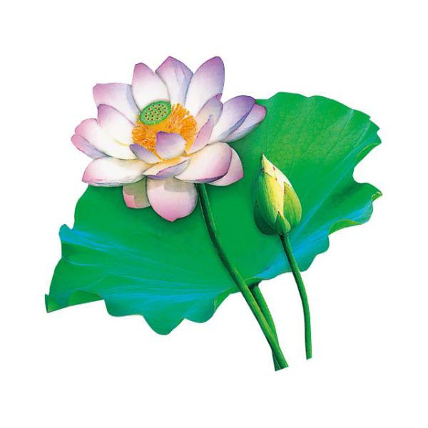 ユニバース フィルムシート グルメシート 蓮 丸 11501 1袋(1000枚)（直送品）