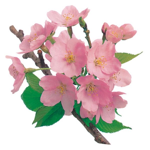 ユニバース フィルムシート グルメシート 桜 丸 11101 1袋(1000枚)（直送品）