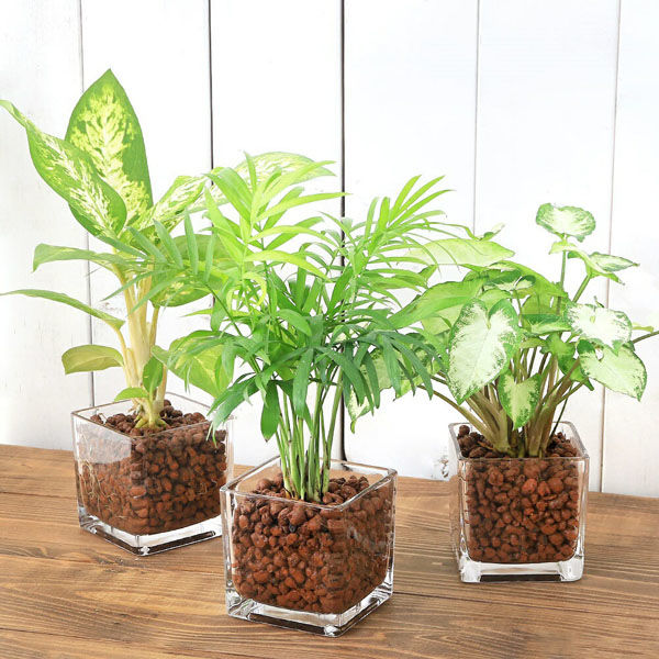 チャーム （観葉植物）品種おまかせハイドロカルチャー ６φサイズ