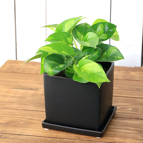 健康なポトス 植物 大鉢 黒 観葉植物 ポトス 6号 プラスチック鉢 | 観葉植物ならHitoHana