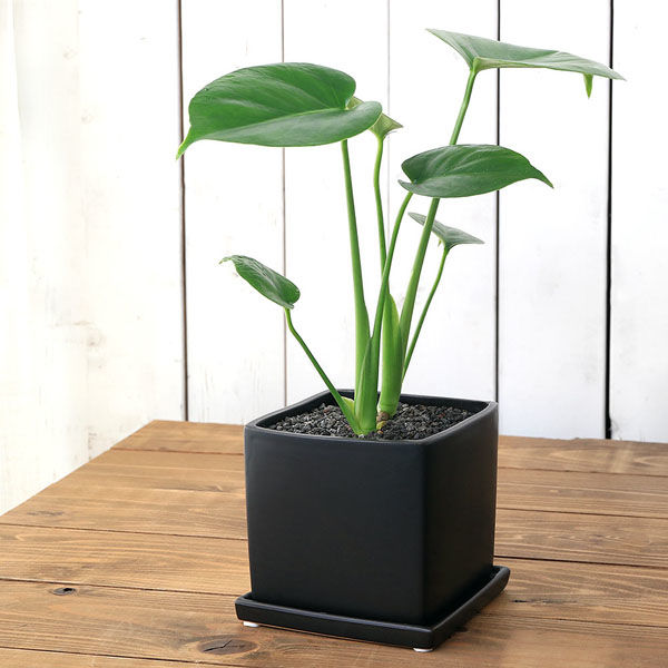 チャーム （観葉植物）モンステラ 陶器鉢植え マットブラック塗装鉢