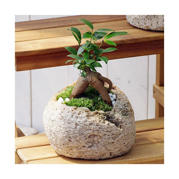 チャーム （観葉植物）苔盆栽 ガジュマル 抗火石鉢植え Ｍサイズ（１鉢） 361394（直送品） - アスクル