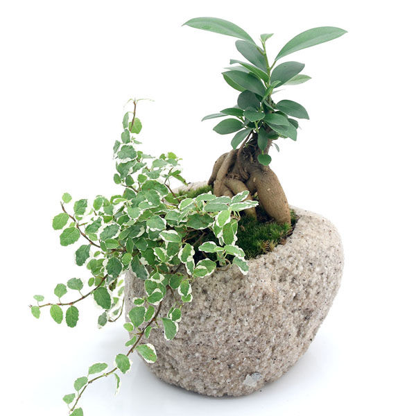 チャーム （観葉植物）苔盆栽 ガジュマル＆プミラ 抗火石鉢植え Ｍサイズ（１鉢）苔 364991（直送品） - アスクル