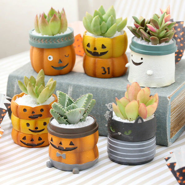 多肉植物　ミニ寄せ植え　黒のビニールポットごとで発送です Amazon.co.jp: PiniceCore ミニ多肉植物ポット ミニ植物ポット