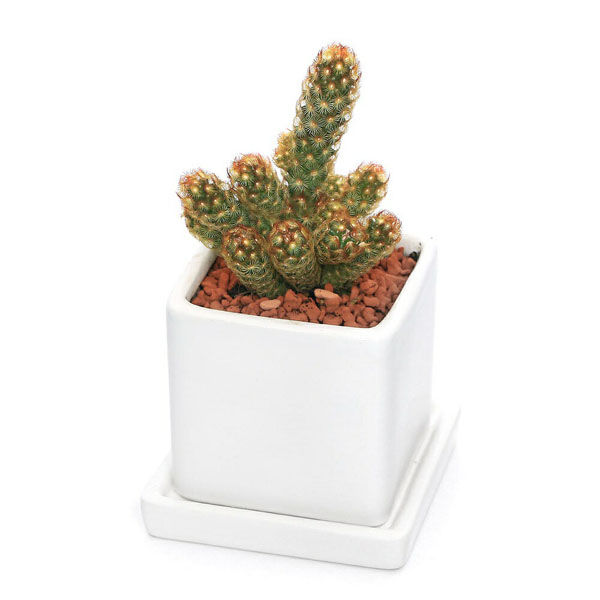 チャーム （観葉植物）サボテン 黄金司 陶器鉢植え ダイスS白