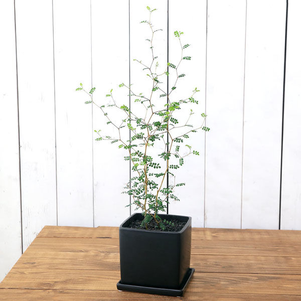 チャーム （観葉植物）ソフォラ リトルベイビー 陶器鉢植え マットブラック塗装鉢（１鉢） 受け皿付き 溶岩砂 346085（直送品） アスクル