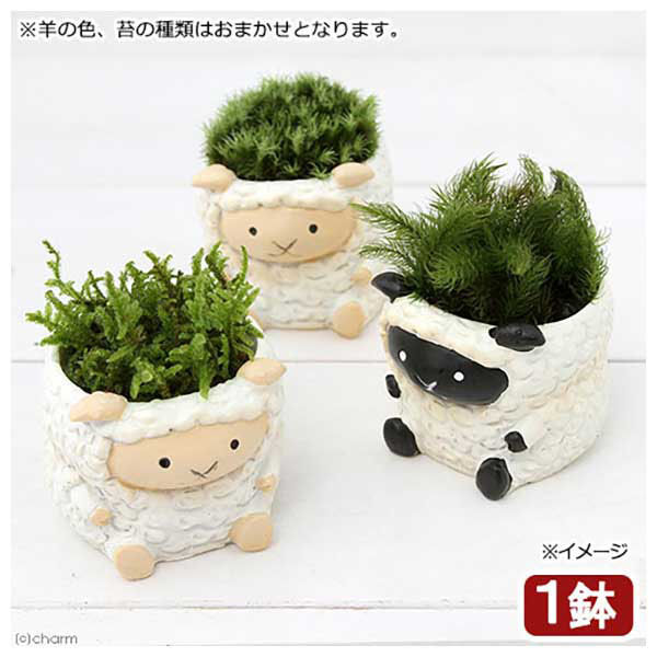 チャーム (観葉植物)苔盆栽 リトルアニマル ヒツジ 色おまかせ(1鉢) 380316 1鉢（直送品） - アスクル