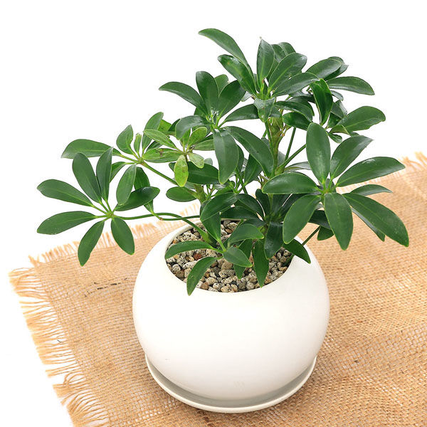 チャーム （観葉植物）シェフレラ ホンコン マットボールM植え