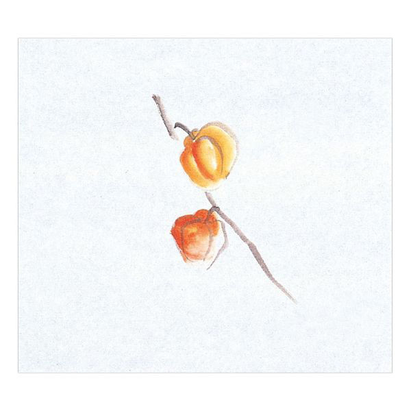 マイン 紙・演出小物 M30-357 鮮度保持紙 (大) ほおずき 100枚入 50点 1セット(50点入)（直送品）