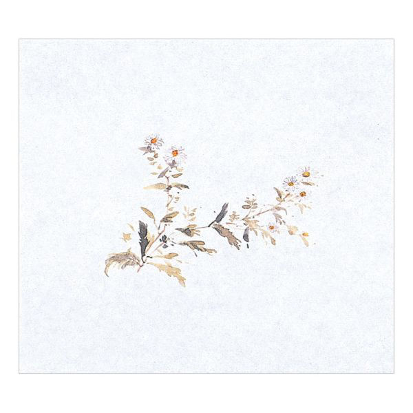 マイン 紙・演出小物 M30-360 鮮度保持紙 (大) 菊 100枚入 50点 1セット(50点入)（直送品）