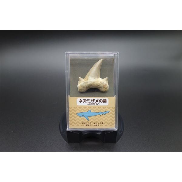 ナリカ サメの歯(スチロールケース) ZEO-1000-41 1個（直送品