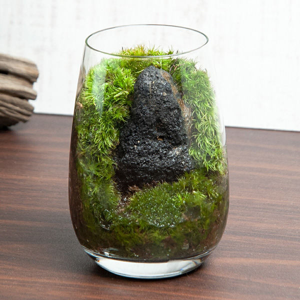 チャーム （観葉植物）苔テラリウム 浅間陽岩石 グラス レイアウト完成品 ＮＯ．４(１個) 470558（直送品） アスクル