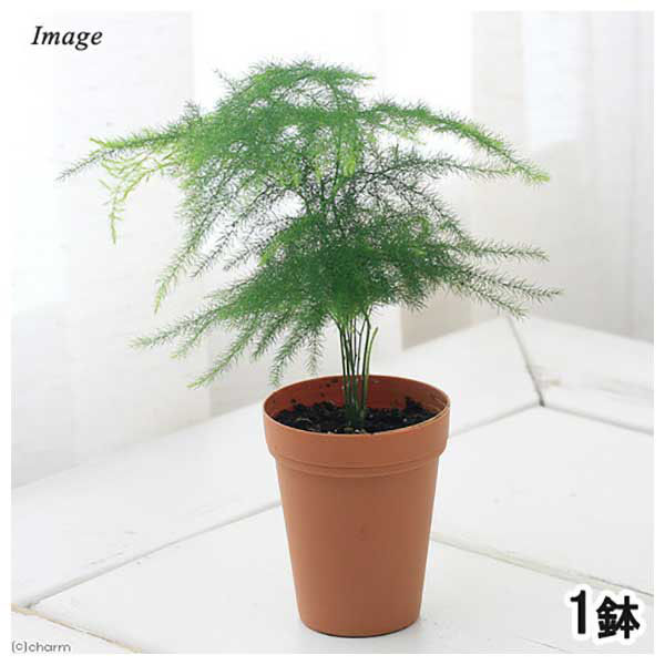 チャーム （観葉植物）アスパラガス　ナナス　２号ロング（１鉢） 363223（直送品）