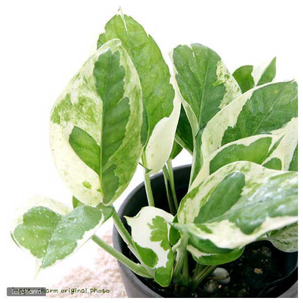 観葉植物　グリーン　ポトス エンジョイ　ボリューム　約100cm 鉢付き　植木鉢 楽天市場】観葉植物 小さい ポトス エンジョイ グリーン
