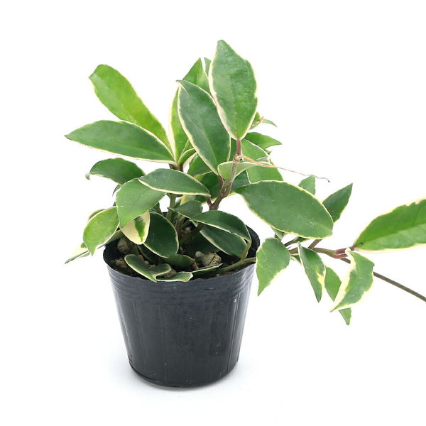 ボリュームあり　サクララン　ホヤカルノーサ　ワックスプラント　観葉植物　斑入り ボリュームあり サクララン ホヤカルノーサ ワックスプラント
