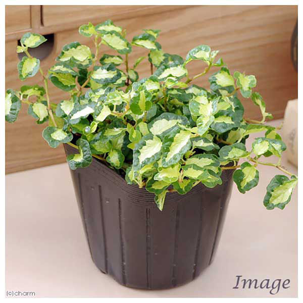 チャーム (観葉植物)フィカス プミラ ツキヨノヒカリ 3号(1