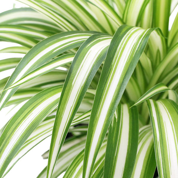 完売御礼】オリヅルラン 4号鉢 大苗 3株 ランナー付 空気清浄