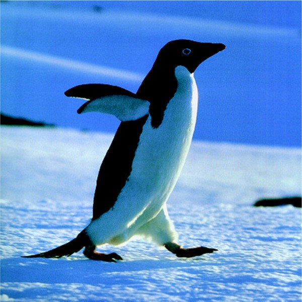トーアン シール2 ペンギン 450×450 31ー742 31-742 1セット(2枚)（直送品）