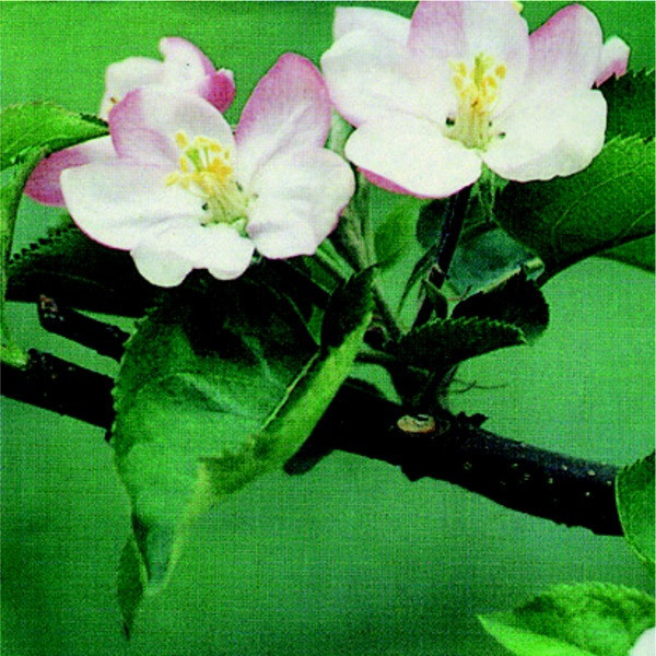 トーアン シール54 リンゴの花 450×450 31ー81 31-810 1セット(2枚)（直送品）