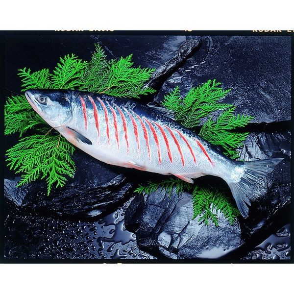 小樽海洋水産 紅鮭切れ目姿造り　2.5ｋｇ 582 799181 1セット（直送品）