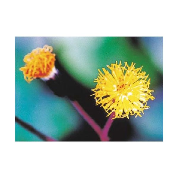 つくし工房 つくし び~看用写真ステッカー ミツマタ PH-18 1枚 184-3275（直送品）