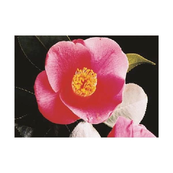 つくし工房 つくし び~看用写真ステッカー ツバキ PH-9 1枚 184-3341（直送品）