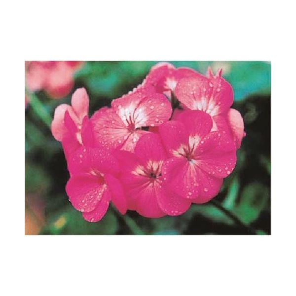 つくし工房 つくし び~看用写真ステッカー ゼラニウム PH-4 1枚 184-3305（直送品）