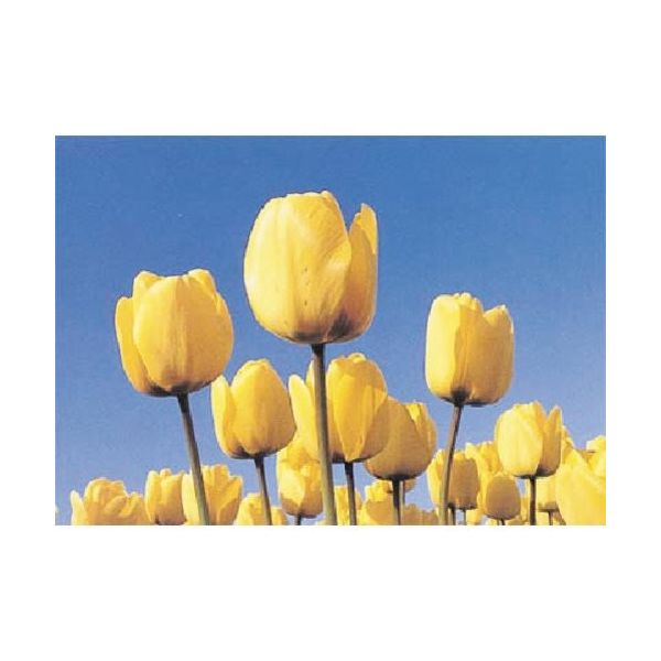 つくし工房 つくし び~看用写真ステッカー チューリップ PH-2 1枚 184-3295（直送品）