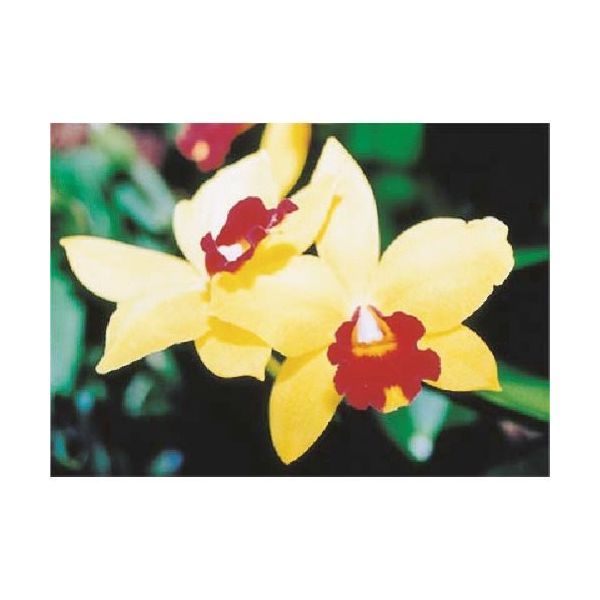 つくし工房 つくし び~看用写真ステッカー カトレア PH-3 1枚 184-3314（直送品）