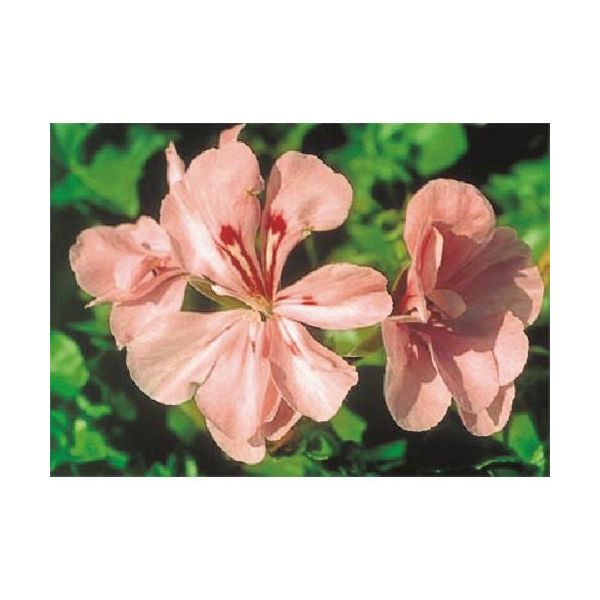 つくし工房 つくし び~看用写真ステッカー ゼラニウム PH-30 1枚 184-3280（直送品）