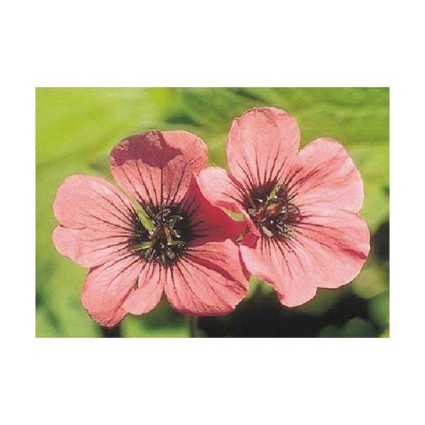 つくし工房 つくし び~看用写真ステッカー タチアオイ PH-27 1枚 184-4838（直送品）