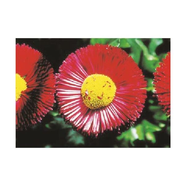 つくし工房 つくし び~看用写真ステッカー デイジー PH-8 1枚 185-2751（直送品）