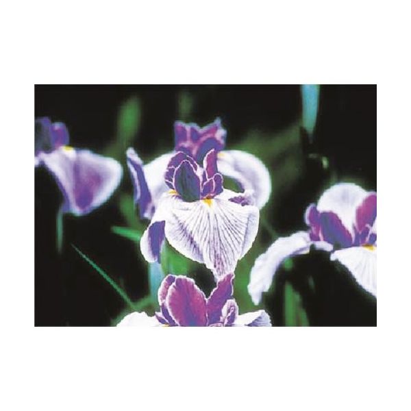 つくし工房 つくし び~看用写真ステッカー アイリス PH-11 1枚 185-2748（直送品）