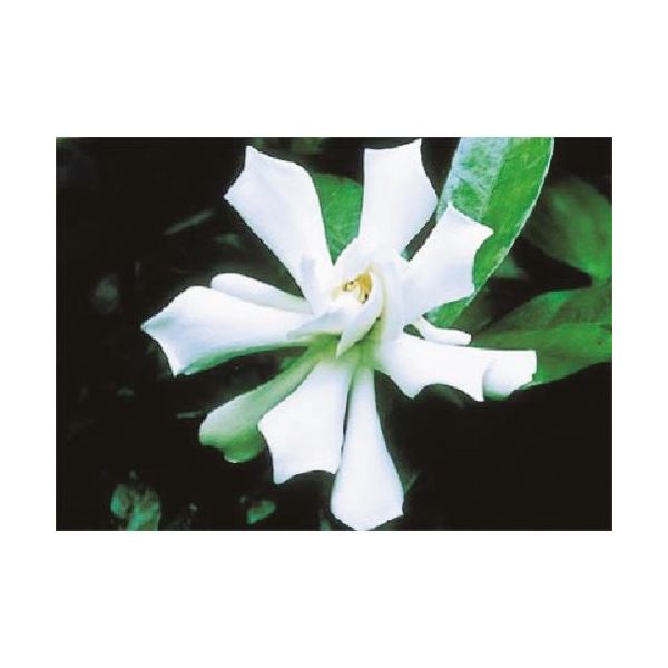 つくし工房 つくし び~看用写真ステッカー クチナシ PH-12 1枚 185-2753（直送品）