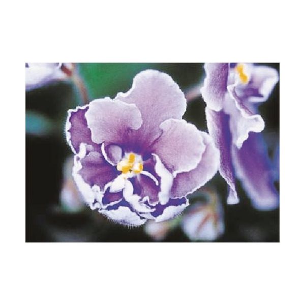 つくし工房 つくし び~看用写真ステッカー セントポーリア PH-20 1枚 184-4900（直送品）