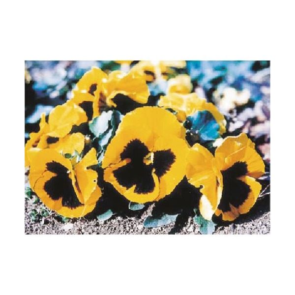 つくし工房 つくし び~看用写真ステッカー パンジー PH-6 1枚 184-4894（直送品）