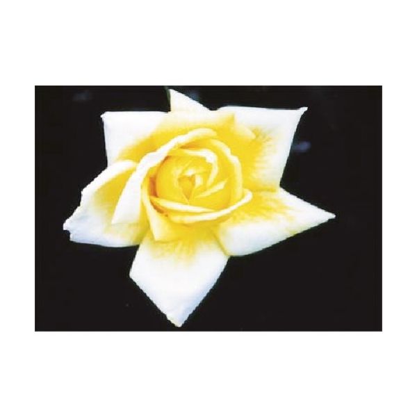 つくし工房 つくし び~看用写真ステッカー バラ PH-5 1枚 184-8017（直送品）