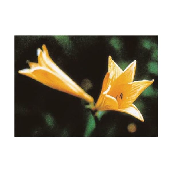 つくし工房 つくし び~看用写真ステッカー ニッコウキスゲ PH-16 1枚 185-1167（直送品）