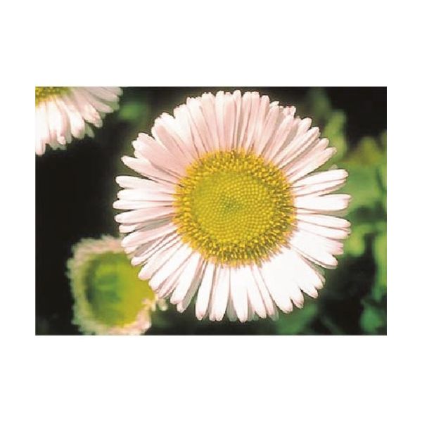 つくし工房 つくし び~看用写真ステッカー ナデシコ PH-28 1枚 185-4358（直送品）