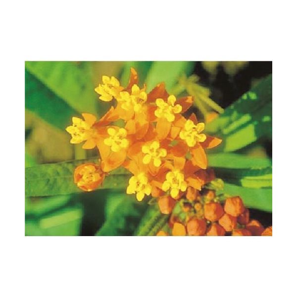 つくし工房 つくし び~看用写真ステッカー サンタンカ PH-21 1枚 184-6423（直送品）