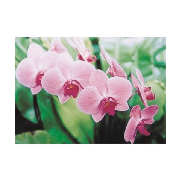 つくし工房 つくし び~看用写真ステッカー コチョウラン PH-7 1枚 184-6494（直送品）