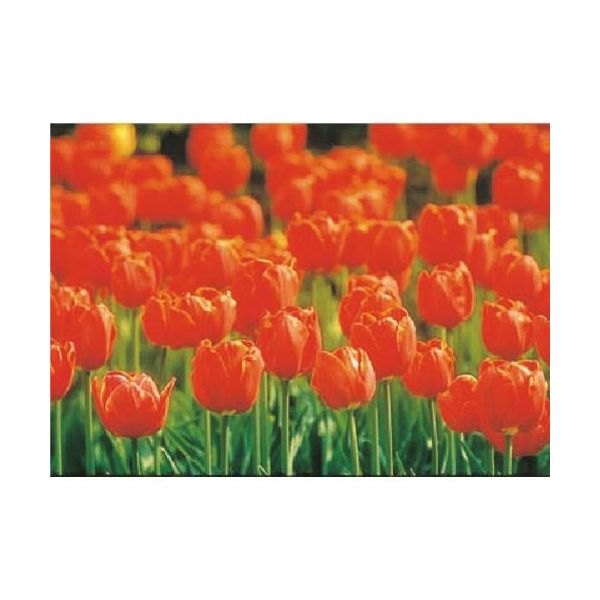 つくし工房 つくし び~看用写真ステッカー チューリップ PH-24 1枚 184-6511（直送品）